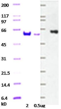 Abcam&nbsp;Recombinant Human c-Myc Protein, Full Length, 5 &mu;g