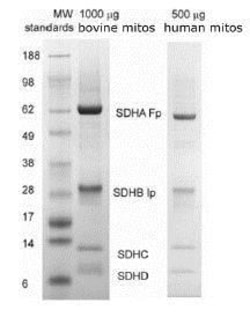 Abcam&nbsp;Complex II Immunocapture Kit, Quantitative, 250 &mu;g