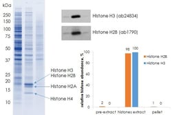 Abcam&nbsp;Histone Extraction Kit, Rapid, Ultra-pure, 100 Tests