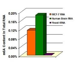 Abcam&nbsp;m6A RNA Methylation Assay Kit, Colorimetric, Quantitative, 96 Tests
