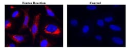 Abcam&nbsp;Mitochondrial Hydroxyl Radical Detection Assay Kit, Fluorescent, 200 Test