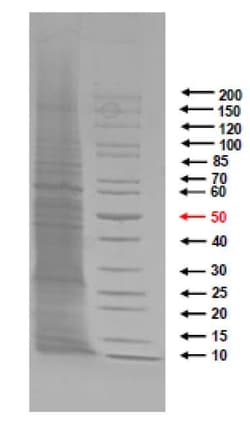 Abcam&nbsp;Legionella Pneumophila Protein, Native, Liquid, 100 &mu;g