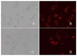 Abcam&nbsp;Phagocytosis Assay Kit, Fluorescent, Red E. Coli, 100 Tests