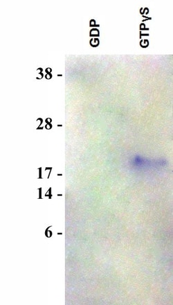 Abcam&nbsp;RalGDS RBD Agarose Beads, Liquid, 400 &mu;g