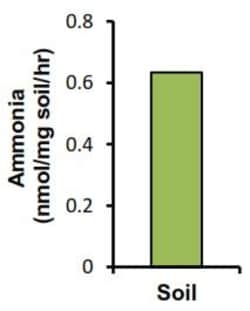 Abcam&nbsp;Urease Activity Assay Kit, Colorimetric, 100 Tests