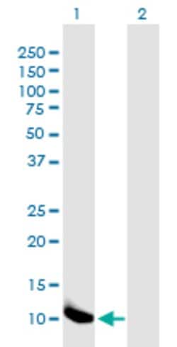 B2M Mouse anti-Human, Unconjugated, Clone: 3F9-2C2, Abnova 100 &mu;g; Unconjugated:Antibodies,
