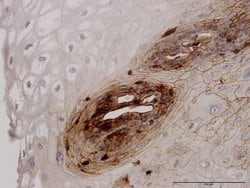 B2M Mouse anti-Human, Unconjugated, Clone: 3F9-2C2, Abnova 100 &mu;g; Unconjugated:Antibodies,
