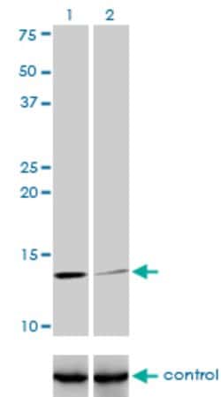 B2M Mouse anti-Human, Unconjugated, Clone: 3F9-2C2, Abnova 100 &mu;g; Unconjugated:Antibodies,