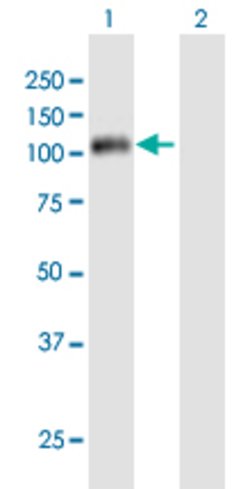 CCNF purified MaxPab mouse Mouse anti-Human, Polyclonal, Abnova 50ug:Antibodies,