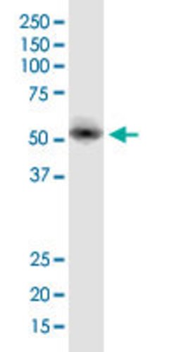 EDIL3 Mouse anti-Human, Unconjugated, Clone: 4C9, Abnova 100 &mu;g; Unconjugated:Antibodies,