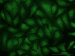 EDIL3 Mouse anti-Human, Unconjugated, Clone: 4C9, Abnova 100 &mu;g; Unconjugated:Antibodies,