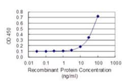 EDIL3 Mouse anti-Human, Unconjugated, Clone: 4C9, Abnova 100 &mu;g; Unconjugated:Antibodies,