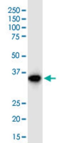 MTHFD2 Mouse anti-Human, Unconjugated, Clone: 4G7-2G3, Abnova 100 &mu;g;