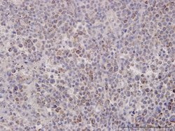 MTHFD2 Mouse anti-Human, Unconjugated, Clone: 4G7-2G3, Abnova 100 &mu;g;
