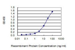 MTHFD2 Mouse anti-Human, Unconjugated, Clone: 4G7-2G3, Abnova 100 &mu;g;