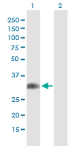 GMNN Mouse anti-Human, Unconjugated, Clone: 1A8, Abnova 100 &mu;g; Unconjugated:Antibodies,