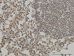GMNN Mouse anti-Human, Unconjugated, Clone: 1A8, Abnova 100 &mu;g; Unconjugated:Antibodies,