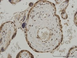 GMNN Mouse anti-Human, Unconjugated, Clone: 1A8, Abnova 100 &mu;g; Unconjugated:Antibodies,