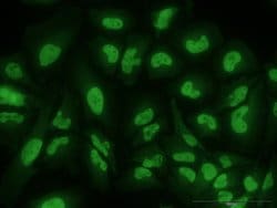 GMNN Mouse anti-Human, Unconjugated, Clone: 1A8, Abnova 100 &mu;g; Unconjugated:Antibodies,