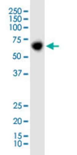 PRDM14 Mouse anti-Human, Rat, Unconjugated, Clone: 5H2, Abnova 100 &mu;g;