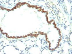 Tacstd1 Mouse anti-Rat, Clone: Epcam/1158, Abnova 500uL:Antibodies, Monoclonal