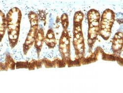 Tacstd1 Mouse anti-Rat, Clone: Epcam/1158, Abnova 500uL:Antibodies, Monoclonal
