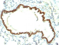Tacstd1 Mouse anti-Rat, Clone: Epcam/1159, Abnova 500uL:Antibodies, Monoclonal