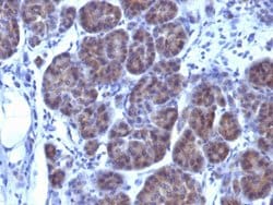 GLG1 Mouse anti-Human, Clone: GLG1/970, Abnova 100ug:Antibodies, Monoclonal