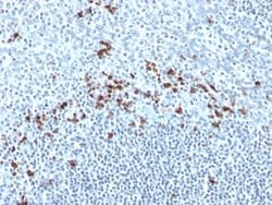 Ig kappa light chain Mouse anti-Human, Clone: Kap-56, Abnova 100ug:Antibodies,
