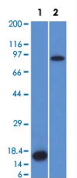F13A1 Mouse anti-Human, Clone: F13A1/1448, Abnova 100ug:Antibodies, Monoclonal