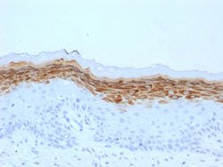 FLG Mouse anti-Human, Clone: FLG/1561, Abnova 100ug:Antibodies, Monoclonal