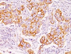 Phosphotyrosine Mouse, Clone: PY793, Abnova 100ug:Antibodies, Monoclonal