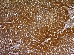 HepPar-1 Mouse anti-Human, Clone: HepPar1, Abnova 100ug:Antibodies, Monoclonal