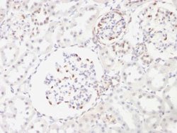 WT1 Mouse anti-Human, Mouse, Rat, Clone: WT1/857, Abnova 100ug:Antibodies,