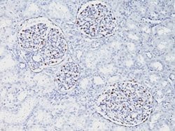 WT1 Mouse anti-Human, Mouse, Rat, Clone: WT1/857, Abnova 100ug:Antibodies,