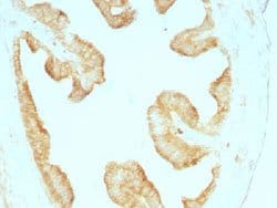 Cytokeratin Mouse anti-Human, Rat, Clone: KRT/457, Abnova 100ug:Antibodies,