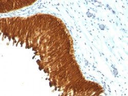 Cytokeratin Mouse anti-Human, Rat, Clone: KRT/457, Abnova 100ug:Antibodies,