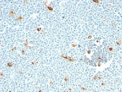 Macrophage Mouse anti-Human, Clone: LN-5, Abnova 100ug:Antibodies, Monoclonal