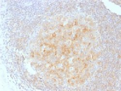 CD40 Mouse anti-Human, Clone: C40/1605, Abnova 100ug:Antibodies, Monoclonal