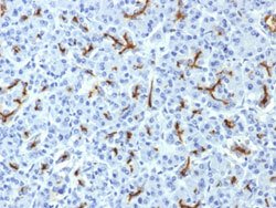 CFTR Mouse anti-Human, Clone: CFTR/1643, Abnova 100 &mu;g | Buy Online | Abnova | Fisher Scientific