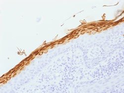 FLG Mouse anti-Human, Clone: FLG/1562, Abnova 100ug:Antibodies, Monoclonal