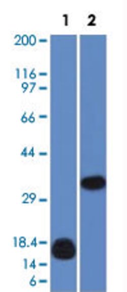LGALS13 Mouse anti-Human, Clone: PP13/1161, Abnova 100ug:Antibodies, Monoclonal