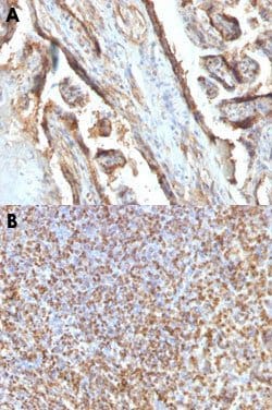 LGALS13 Mouse anti-Human, Clone: PP13/1161, Abnova 100ug:Antibodies, Monoclonal