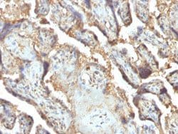 LGALS13 Mouse anti-Human, Clone: PP13/1165, Abnova 100ug:Antibodies, Monoclonal