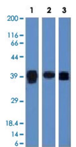 TIA1 Mouse anti-Human, Clone: TIA1/1313, Abnova 100 &mu;g | Buy Online | Abnova | Fisher Scientific