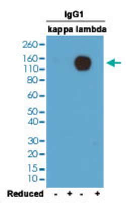 Mouse immunoglobulin lambda light chain Rabbit anti-Mouse, Clone: RM110