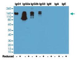 Mouse IgG Rabbit anti-Mouse, Clone: RM104 (Biotin), Abnova 50ug:Antibodies,