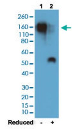 Mouse IgG1 Rabbit anti-Mouse, Clone: RM106 (Biotin), Abnova 50ug:Antibodies,