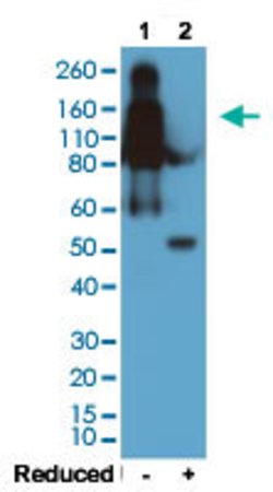 Mouse IgG2b Rabbit anti-Mouse, Clone: RM108 (Biotin), Abnova 50ug:Antibodies,
