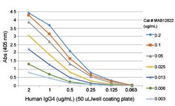 Human IgG4 (Fc) Rabbit anti-Human, Clone: RM217 (Biotin), Abnova 50ug:Antibodies,